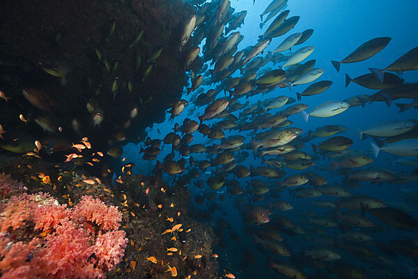 Shoal of Sleek Unicornfish, Naso Hexacanthus, South Male Atoll, Indian Ocean, Maldives