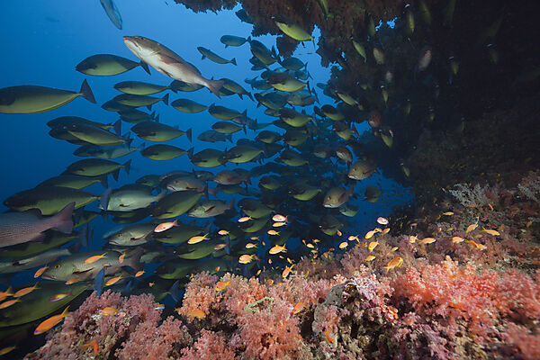 Shoal of Sleek Unicornfish, Naso Hexacanthus, South Male Atoll, Indian Ocean, Maldives