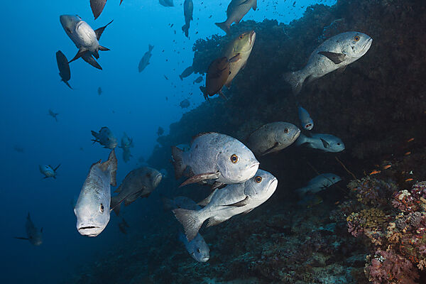 Shoal of Black Snapper, Macolor niger, South Male Atoll, Indian Ocean, Maldives