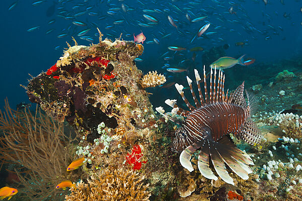 Devil Firefish, Pterois Miles, South Male Atoll, Indian Ocean, Maldives