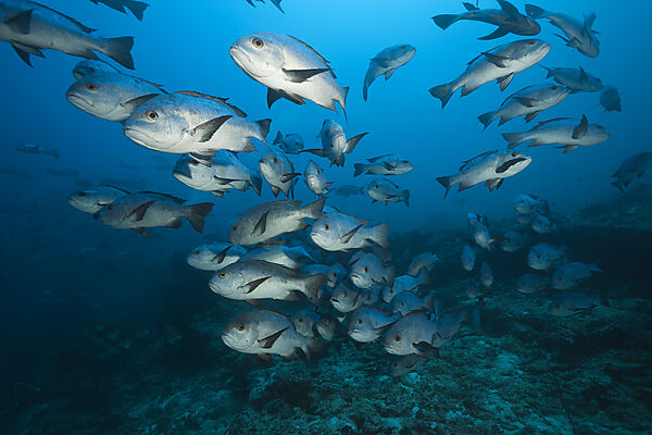 Shoal of Black Snapper, Macolor niger, South Male Atoll, Indian Ocean, Maldives