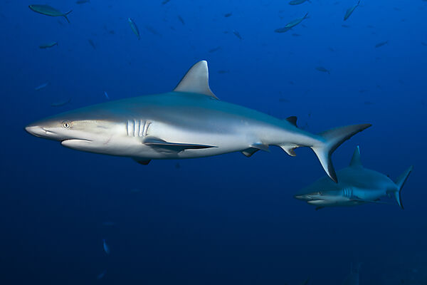 Grey Reef Shark, Carcharhinus amblyrhynchos, Felidhu Atoll, Indian Ocean, Maldives