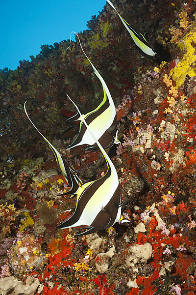 Moorish Idol, Zanclus cornutus, Felidhu Atoll, Indian Ocean, Maldives