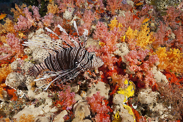 Devil Firefish, Pterois Miles, Felidhu Atoll, Indian Ocean, Maldives