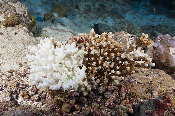 Korallenbleiche, Felidhu Atoll, Indischer Ozean, Malediven