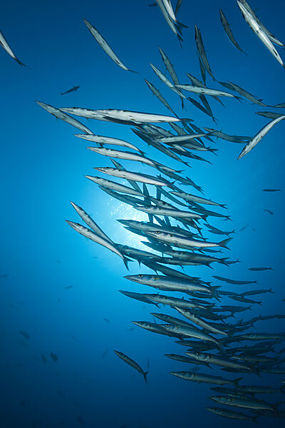 Shoal of Blackspot Barracuda, Sphyraena forsteri, Felidhu Atoll, Indian Ocean, Maldives