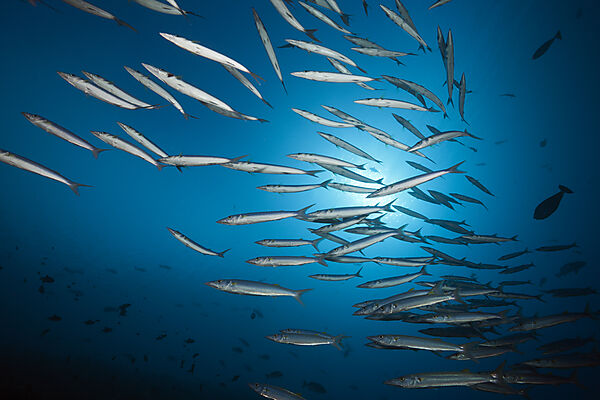Shoal of Blackspot Barracuda, Sphyraena forsteri, Felidhu Atoll, Indian Ocean, Maldives