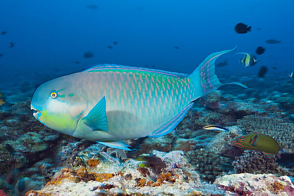Indian Steephead Parrotfish, Scarus strongylocephalus, Felidhu Atoll, Indian Ocean, Maldives