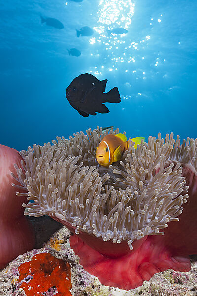 Maldives Anemonefish, Amphiprion nigripes, Felidhu Atoll, Indian Ocean, Maldives