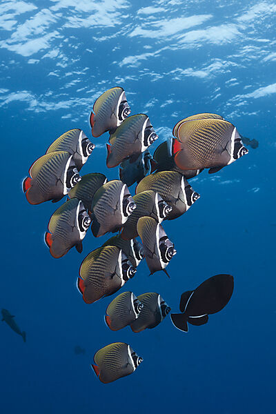 Shoal Redtail Butterfyfish, Chaetodon collare, Felidhu Atoll, Indian Ocean, Maldives