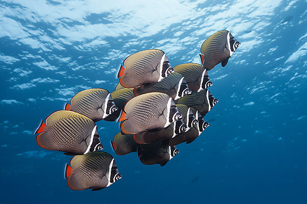 Shoal Redtail Butterfyfish, Chaetodon collare, Felidhu Atoll, Indian Ocean, Maldives