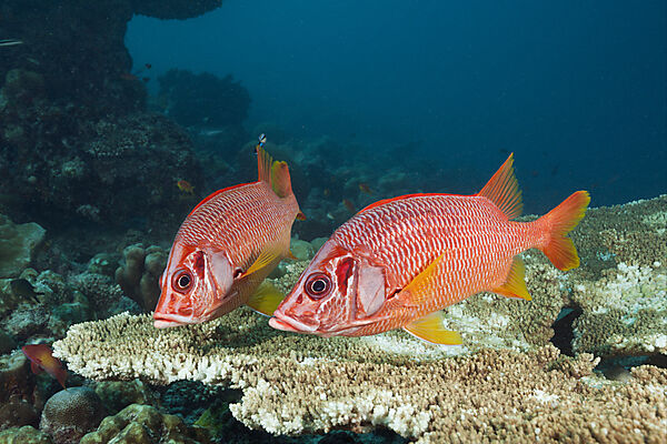 Longjaweed Squirrelfish, Sargocentron spiniferum, Felidhu Atoll, Indian Ocean, Maldives