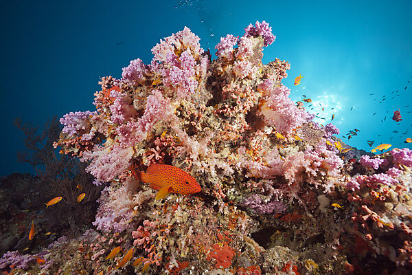 Coral Grouper, Cephalopholis miniata, Felidhu Atoll, Indian Ocean, Maldives