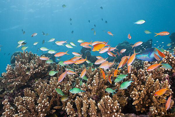 Flame Anthias over Coral Reef, Pseudanthias ignitus, Felidhu Atoll, Indian Ocean, Maldives