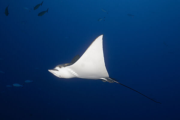 Spotted Eagle Ray, Aetobatus narinari, Felidhu Atoll, Indian Ocean, Maldives