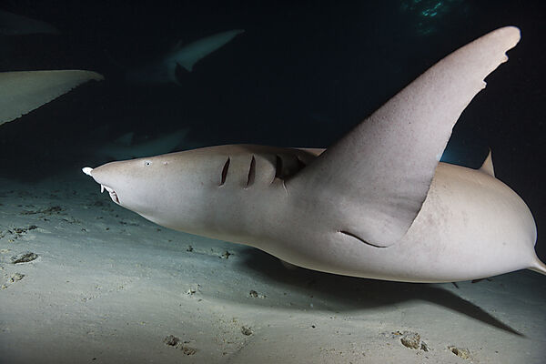 Ammenhai in der Nacht, Nebrius ferrugineus, Felidhu Atoll, Indischer Ozean, Malediven