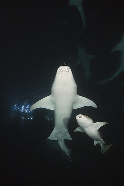 Ammenhaie in der Nacht, Nebrius ferrugineus, Felidhu Atoll, Indischer Ozean, Malediven
