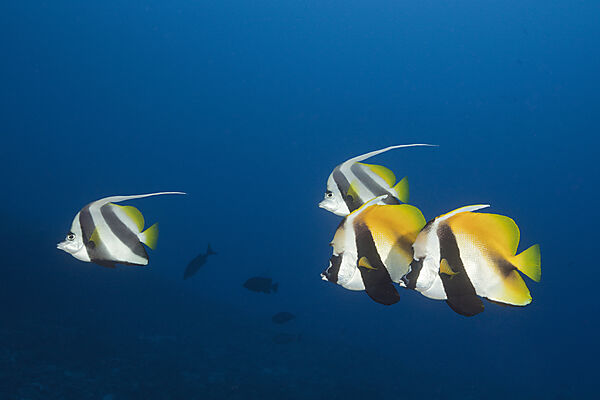 Masken-Wimpelfische und Schwarm-Wimpelfische, Heniochus monoceros, Sued Male Atoll, Indischer Ozean, Malediven