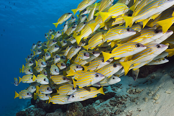 Schwarm Blaustreifen-Schnapper, Lutjanus kasmira, Sued Male Atoll, Indischer Ozean, Malediven