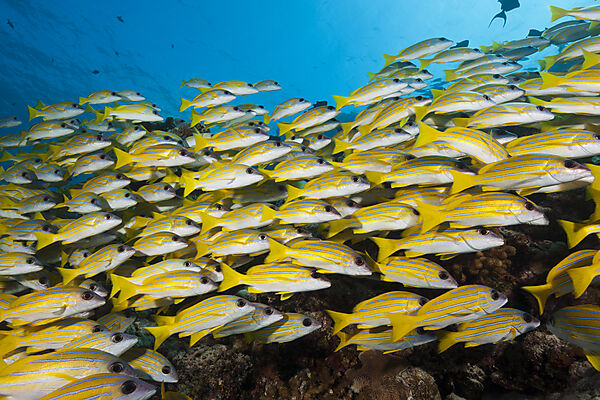 Schwarm Blaustreifen-Schnapper, Lutjanus kasmira, Sued Male Atoll, Indischer Ozean, Malediven