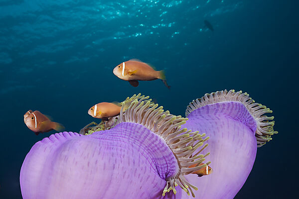 Malediven-Anemonenfische, Amphiprion nigripes, Sued Male Atoll, Indischer Ozean, Malediven