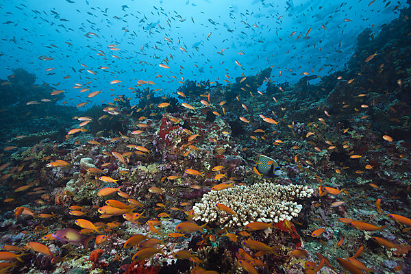 Juwelen-Fahnenbarsche am Riff, Pseudanthias squamipinnis, Sued Male Atoll, Indischer Ozean, Malediven