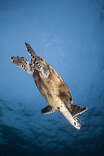 Echte Karettschildkroete, Eretmochelys imbricata, Sued Male Atoll, Indischer Ozean, Malediven