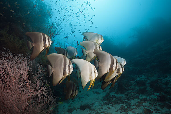 Schwarm Langflossen-Fledermausfische, Platax teira, Sued Male Atoll, Indischer Ozean, Malediven