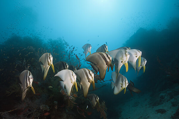 Schwarm Langflossen-Fledermausfische, Platax teira, Sued Male Atoll, Indischer Ozean, Malediven