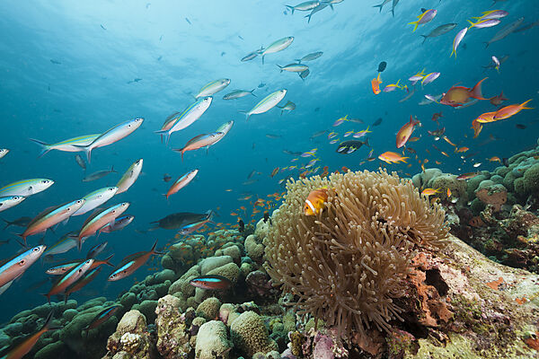 Malediven-Anemonenfische, Amphiprion nigripes, Rasdhoo Atoll, Indischer Ozean, Malediven