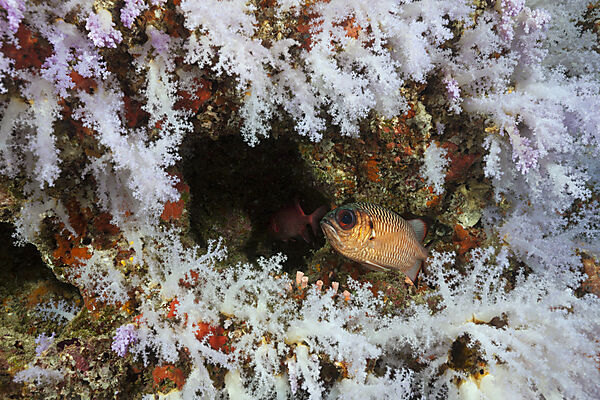 Buntes Korallenriff, Ari Atoll, Indischer Ozean, Malediven