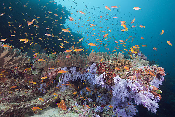 Buntes Korallenriff, Ari Atoll, Indischer Ozean, Malediven