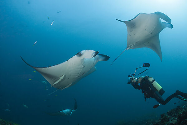 Reef Manta Ray, Manta alfredi, Ari Atoll, Indian Ocean, Maldives