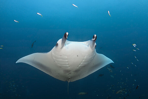 Reef Manta Ray, Manta alfredi, Ari Atoll, Indian Ocean, Maldives