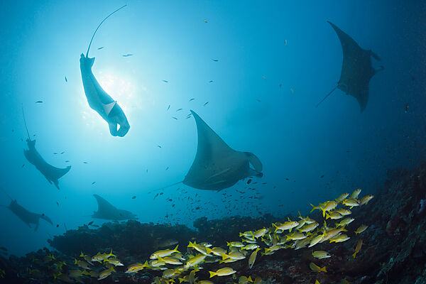 Reef Manta Ray, Manta alfredi, Ari Atoll, Indian Ocean, Maldives