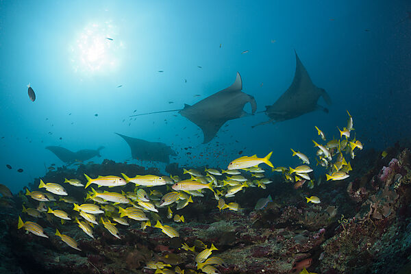 Reef Manta Ray, Manta alfredi, Ari Atoll, Indian Ocean, Maldives