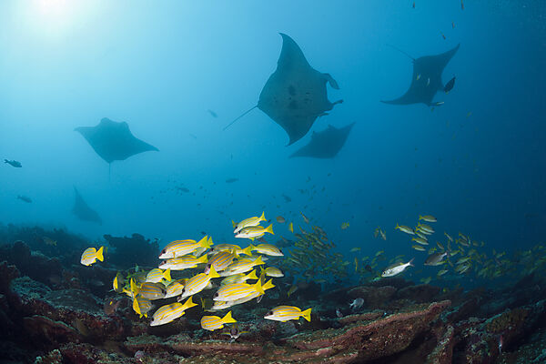 Riff-Mantas, Manta alfredi, Ari Atoll, Indischer Ozean, Malediven