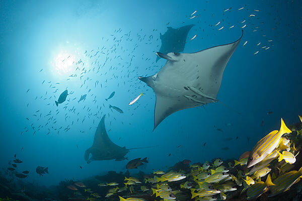 Riff-Mantas, Manta alfredi, Ari Atoll, Indischer Ozean, Malediven