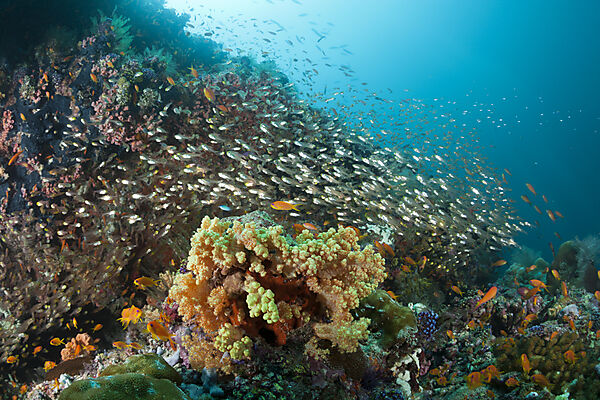 Schwarm Glasfische am Riff, Parapriacanthus ransonneti, Ari Atoll, Indischer Ozean, Malediven