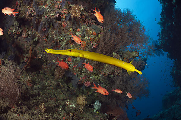 Gelber Trompetenfisch, Aulostomus chinensis, Ari Atoll, Indischer Ozean, Malediven