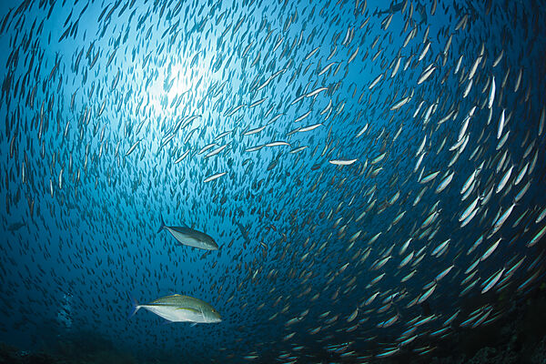 Schwarm Neon-Fuesiliere, Pterocaesio tile, Ari Atoll, Indischer Ozean, Malediven