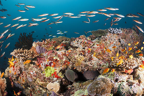 Buntes Korallenriff, Ari Atoll, Indischer Ozean, Malediven
