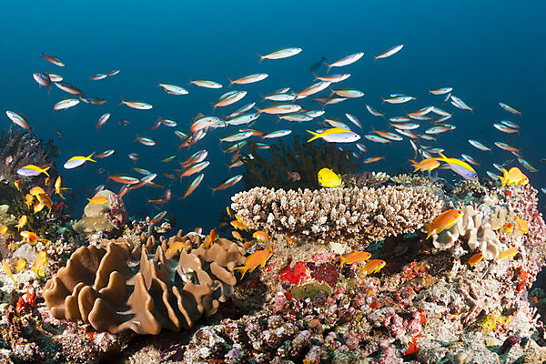 Buntes Korallenriff, Ari Atoll, Indischer Ozean, Malediven