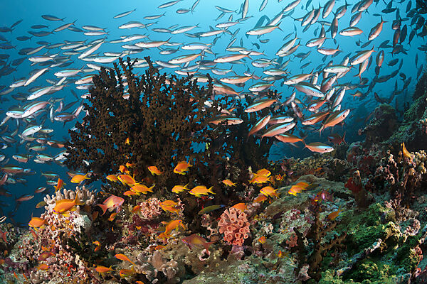 Buntes Korallenriff, Ari Atoll, Indischer Ozean, Malediven