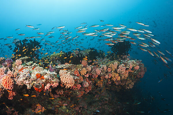 Buntes Korallenriff, Ari Atoll, Indischer Ozean, Malediven