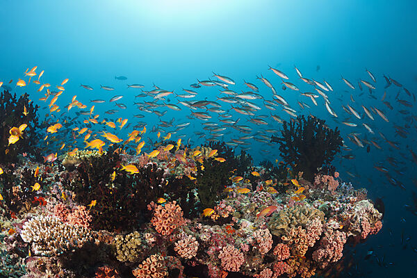 Buntes Korallenriff, Ari Atoll, Indischer Ozean, Malediven