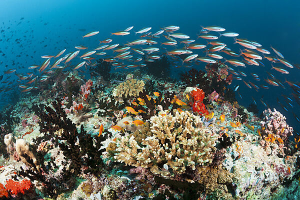 Buntes Korallenriff, Ari Atoll, Indischer Ozean, Malediven