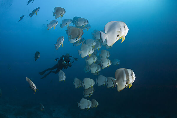 Shoal of Longfin Batfish, Platax teira, Ari Atoll, Indian Ocean, Maldives