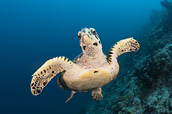Echte Karettschildkroete, Eretmochelys imbricata, Sued Male Atoll, Indischer Ozean, Malediven