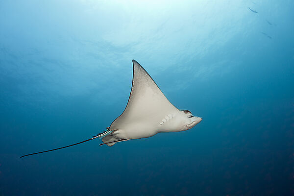 Adlerrochen, Aetobatus narinari, Sued Male Atoll, Indischer Ozean, Malediven